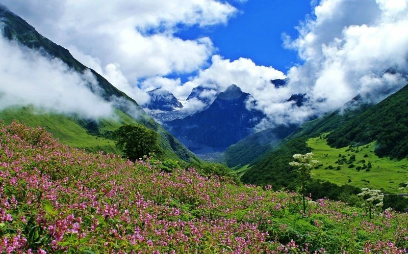 How to Reach Valley of Flowers from Delhi
